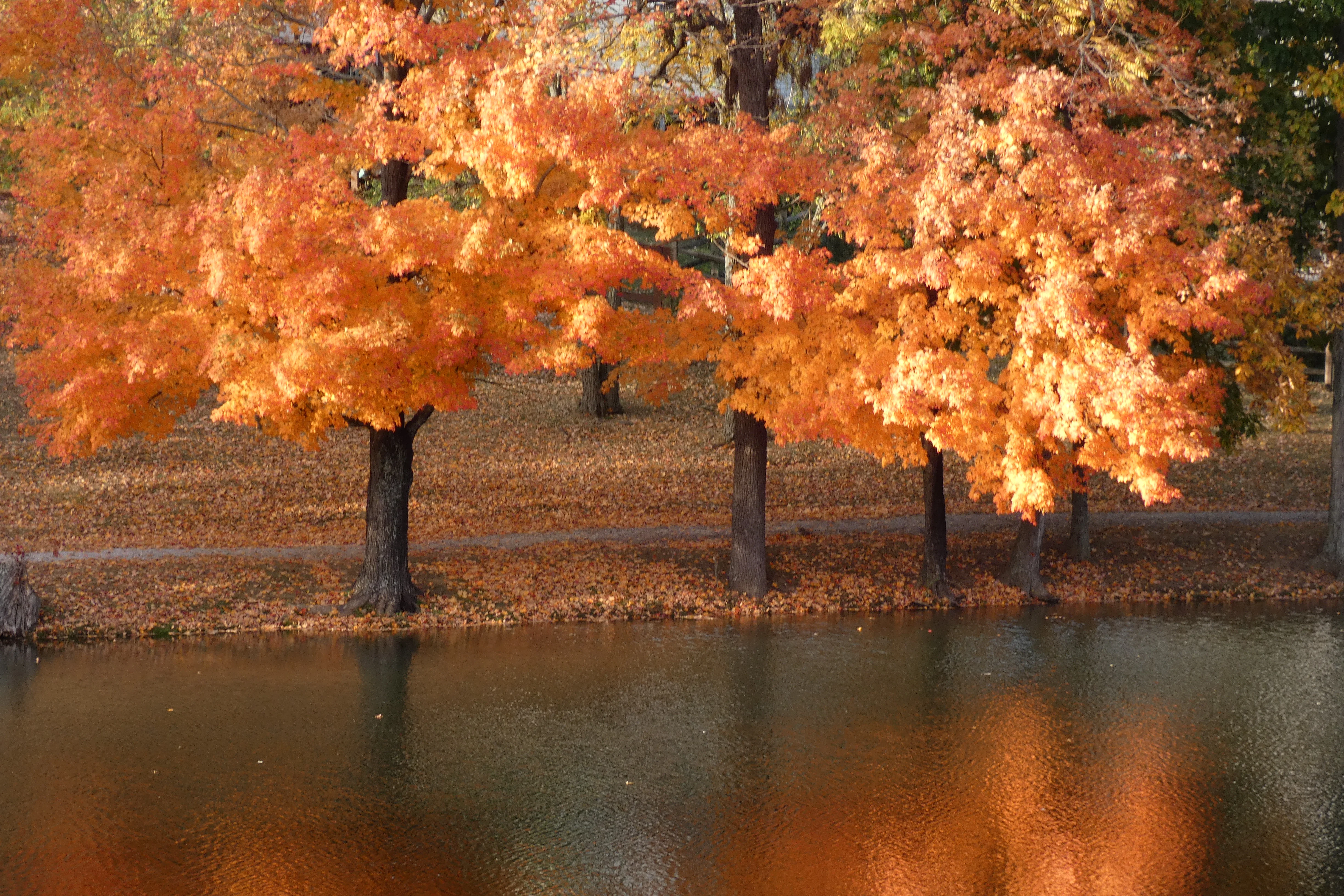 orange trees.webp