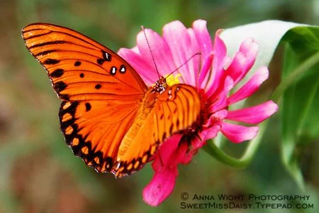 orange_butterfly.webp