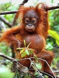 orangu.webp