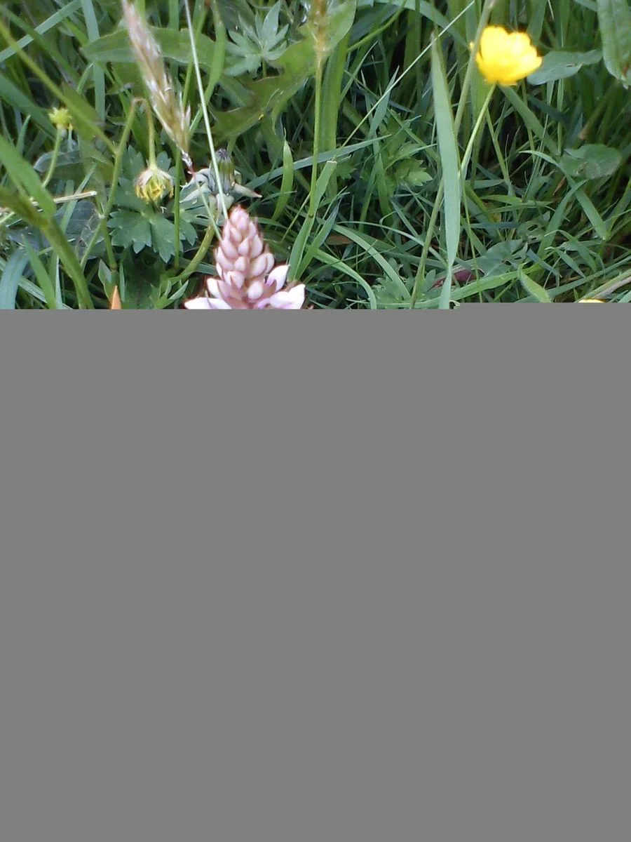 Orchid, Benthall 10.06.12.webp
