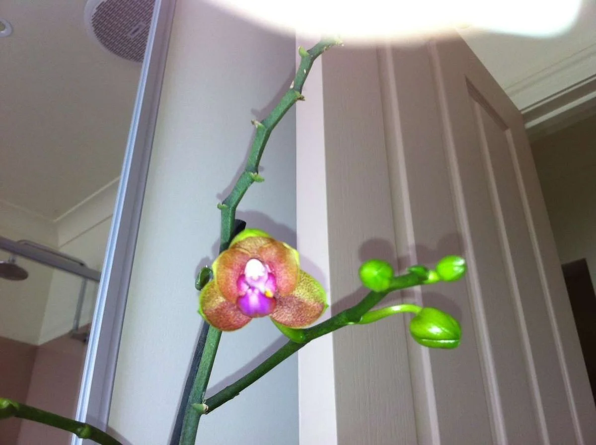 Orchid.webp
