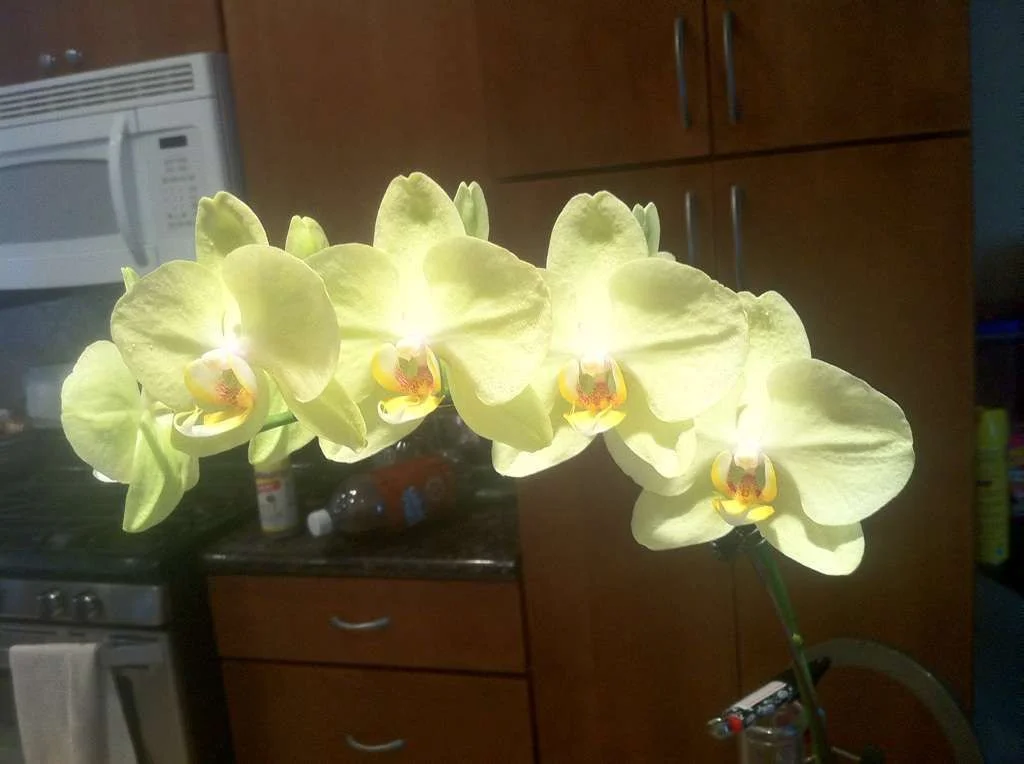 orchid.webp
