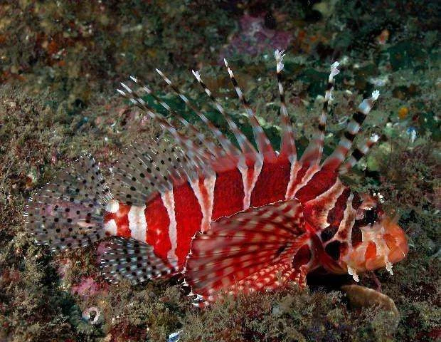 ORNAMENTAL_FRESH_WATER_TROPICAL_FISH.webp