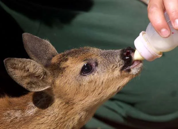 orphan_baby_deer.webp