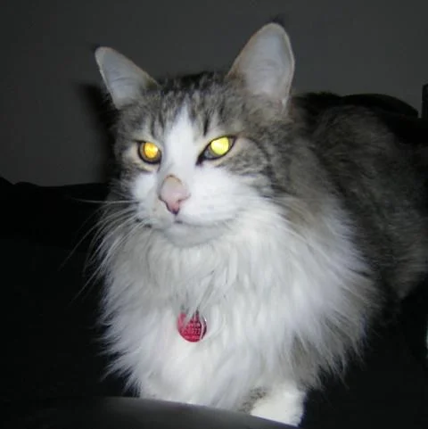 otis.webp