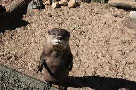 otter, unhappy.webp