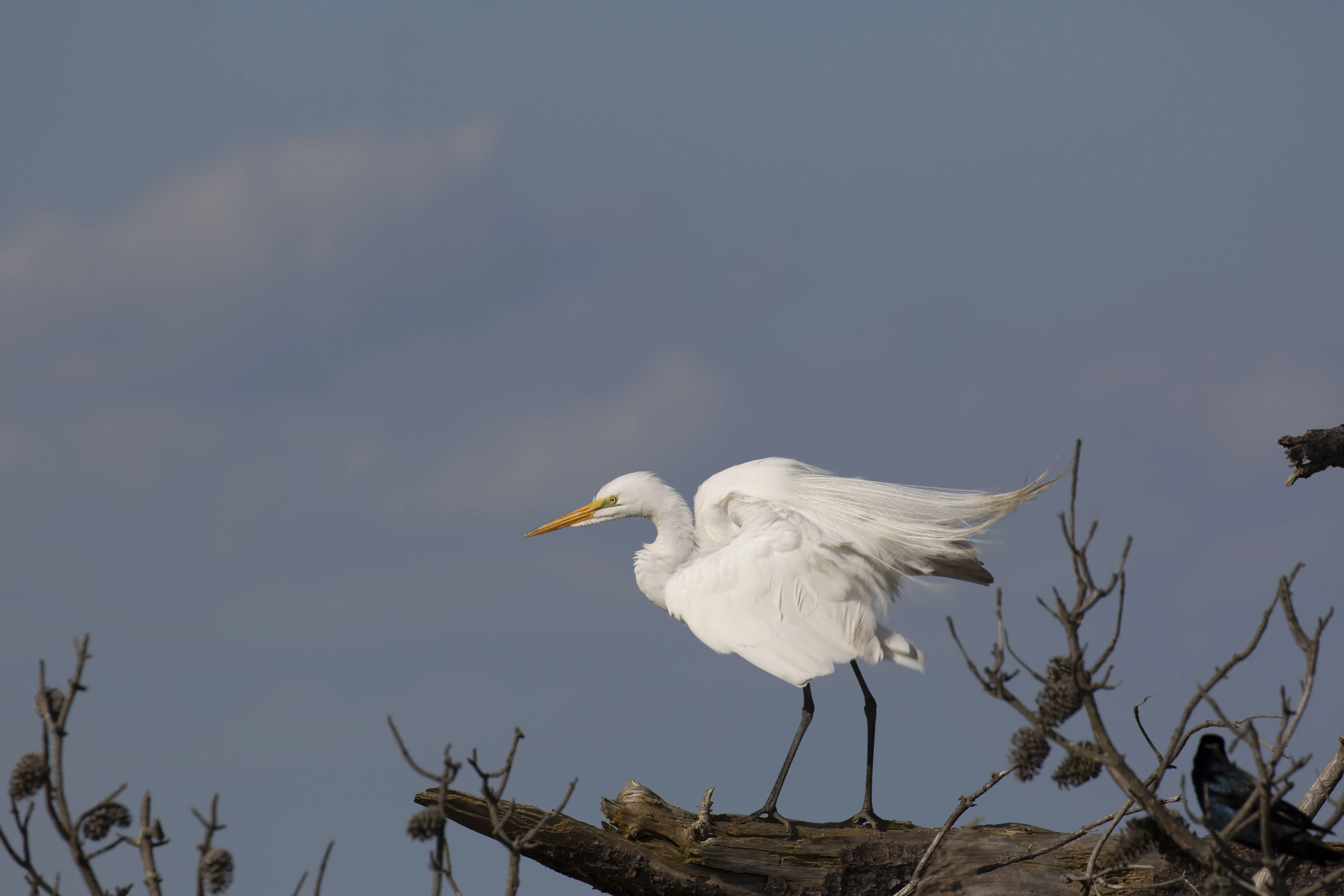 Otterchincoteague.webp