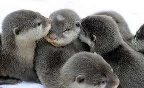 otters.webp