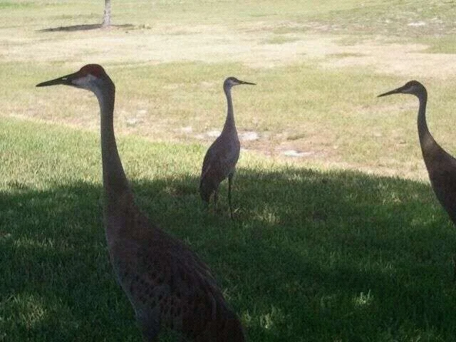 Our chickens brought home their youngster.webp
