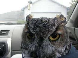 owl in car.webp
