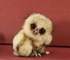 owl.webp