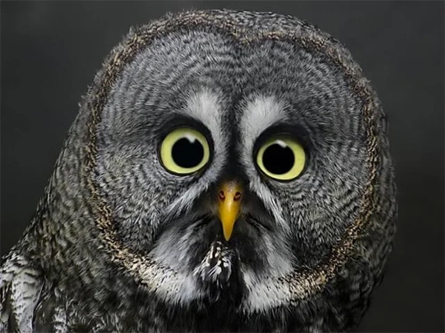 owl.webp