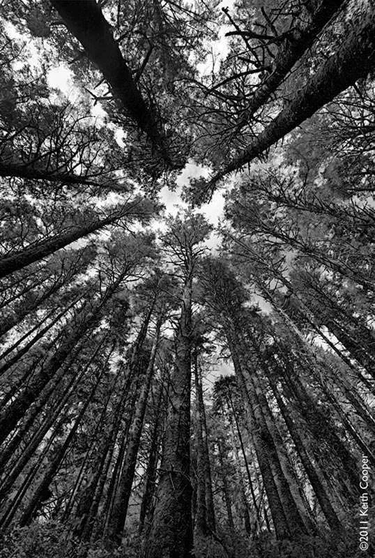 pacific_forest1.webp