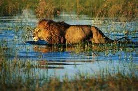 Paddling.webp
