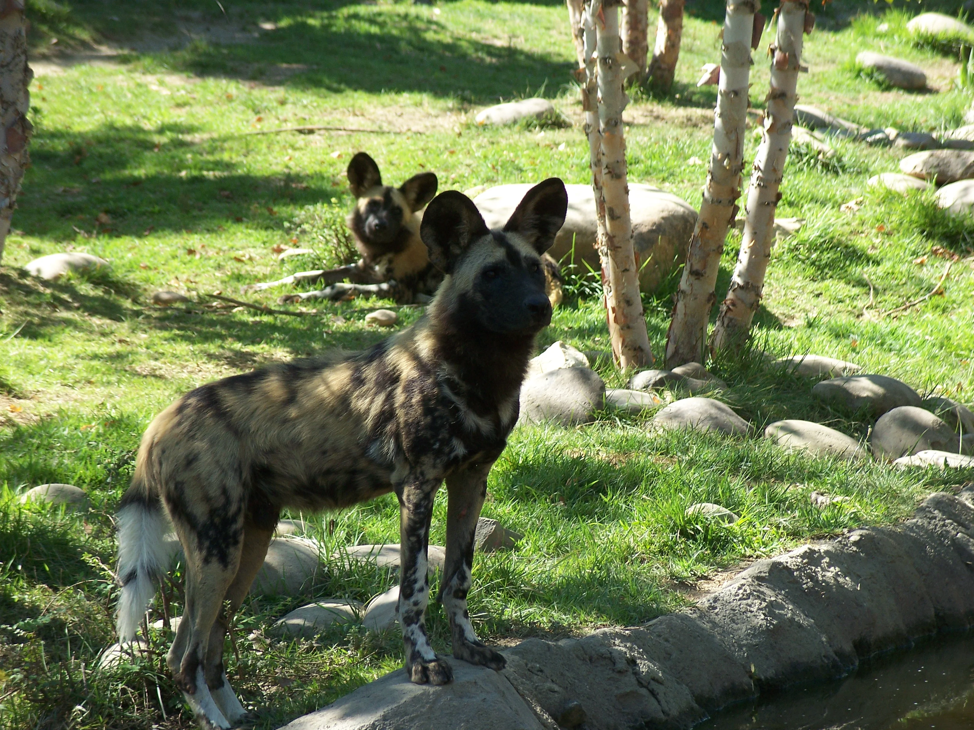 painteddog.webp
