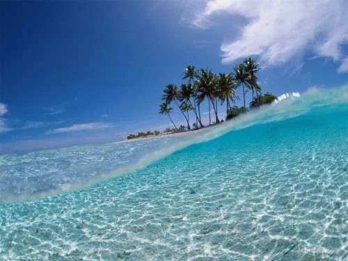 palm-tree-wallpapers_6445_1024-500x375.webp