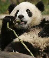 Panda 2.webp