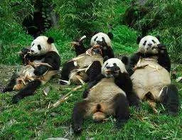 Panda blokes.webp