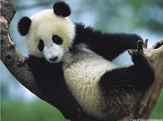 panda for Anthony.webp