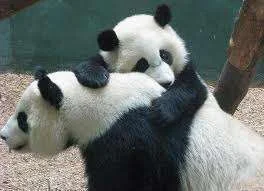 panda hugs 2.webp