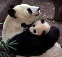 panda hugs.webp