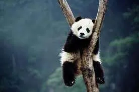 Panda.webp