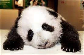 panda.webp