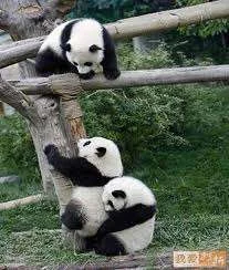 Pandas helping.webp