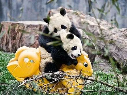 pandas_playing.webp