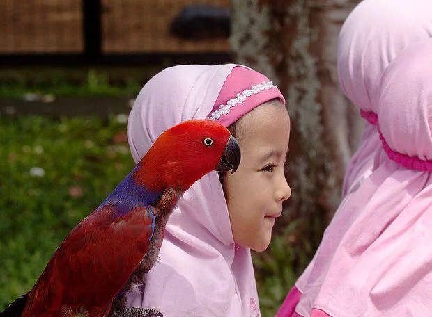 parrot.webp