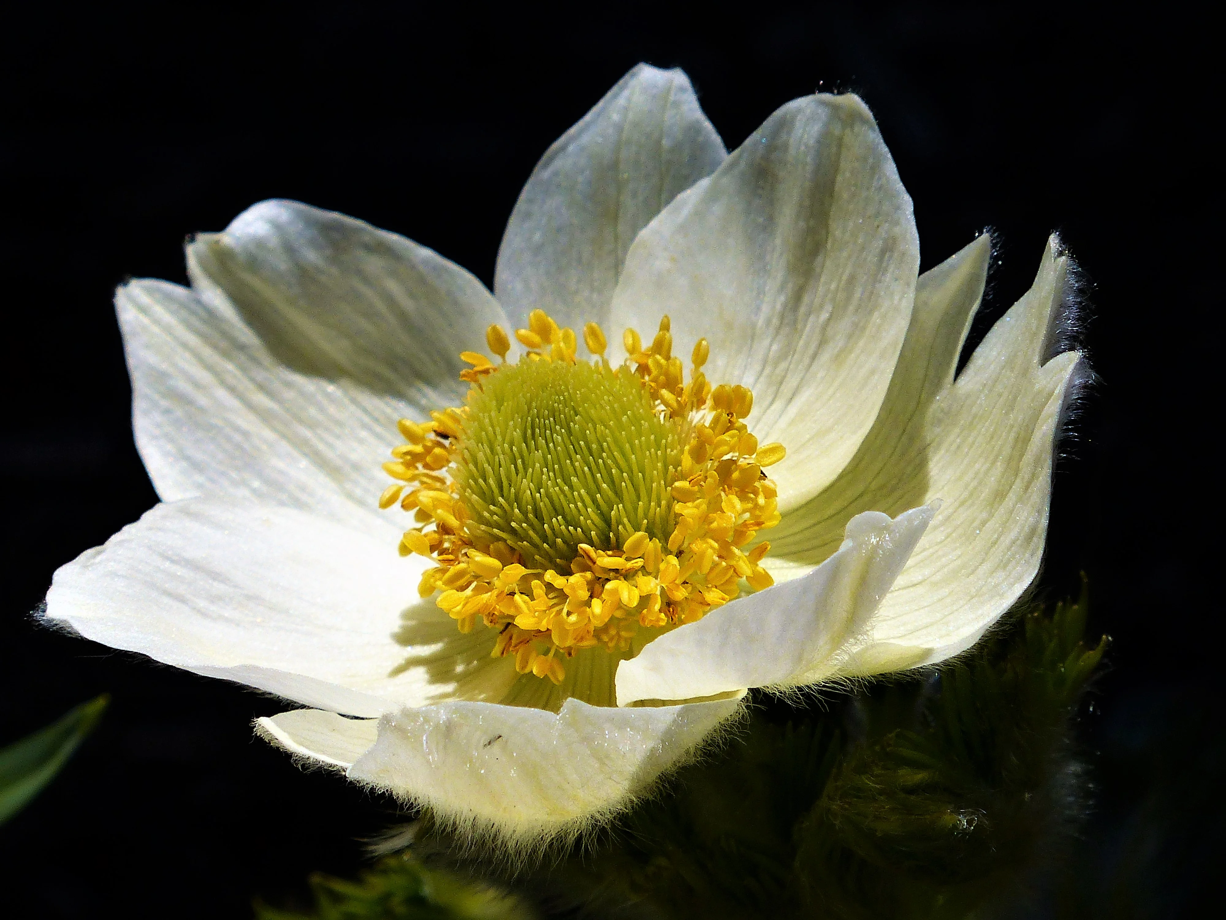 pasque flower at Mt Rainier (2).webp