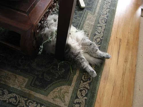 passed out mainecoon cat.webp
