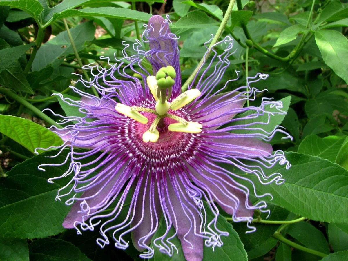 passion flower.webp
