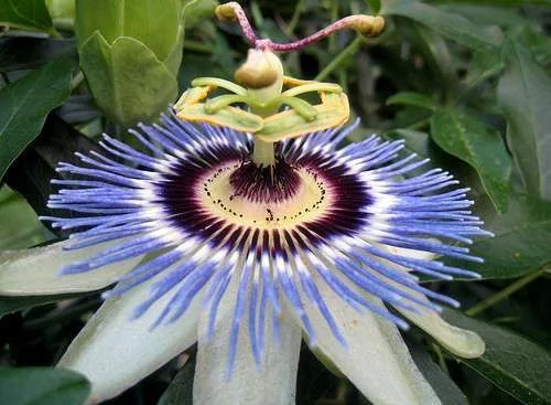 Passionflower.webp
