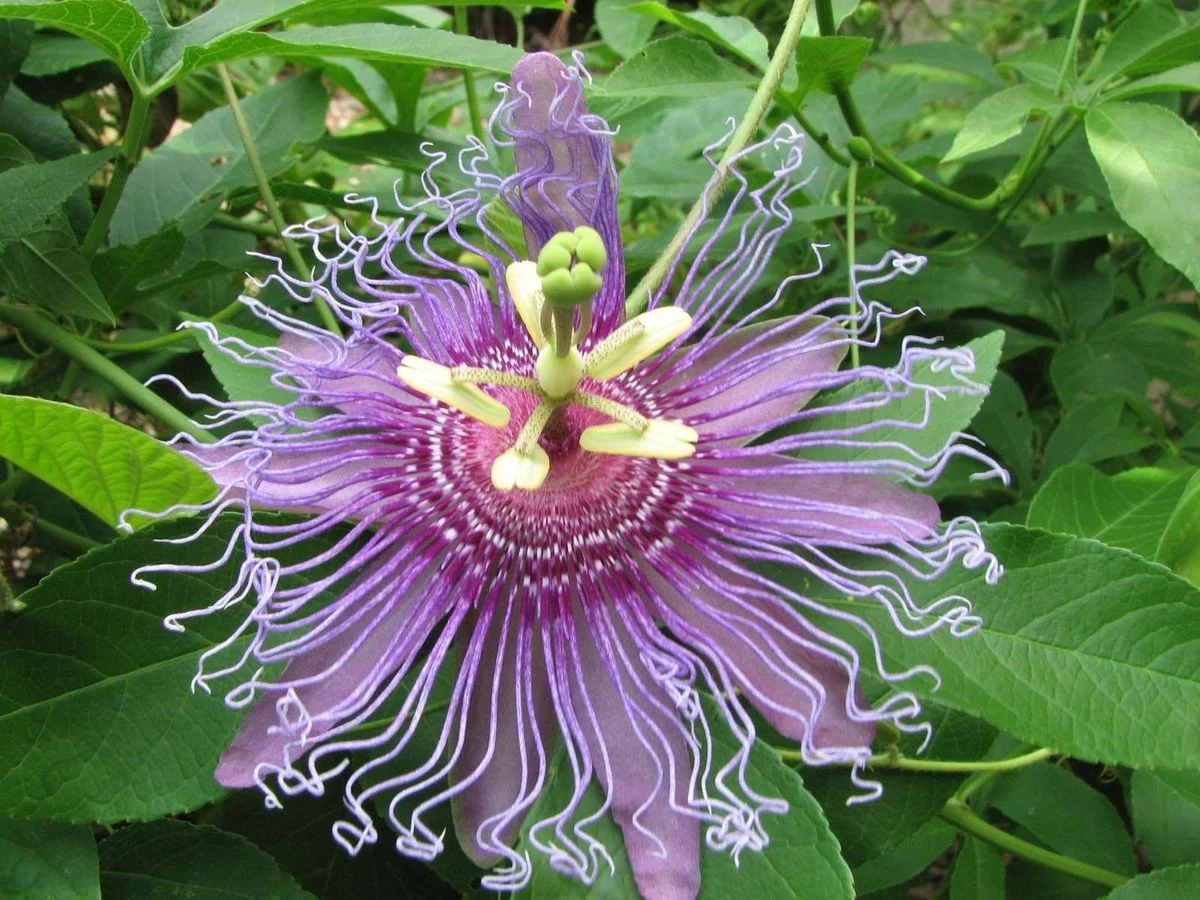 passionflower.webp