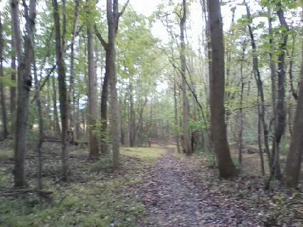 Path in woods.webp