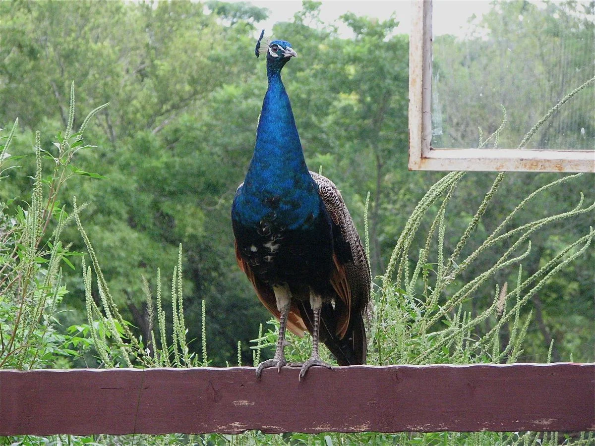 peacock.webp