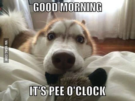 pee o clock.webp