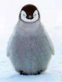 Penguin.webp