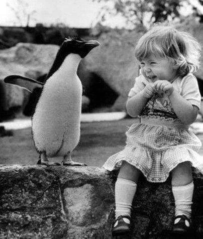 penguin.webp