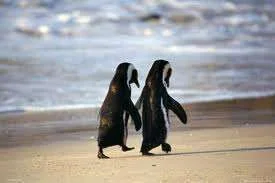 penguins.webp