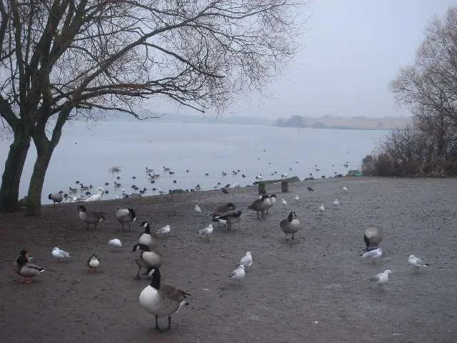 Pennington_Flash,_Leigh_-_geograph.org.uk_-_103136.webp