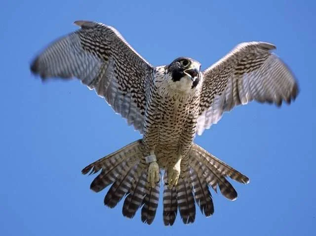 peregrine-falcon-2.webp