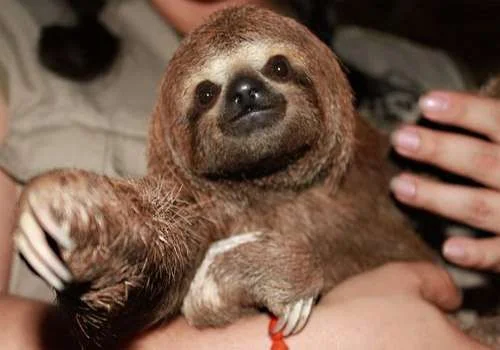 pet-sloth-license.webp