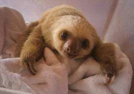 pet sloth.webp
