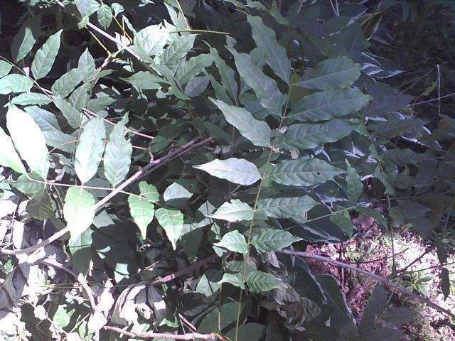 Photo06061031.webp