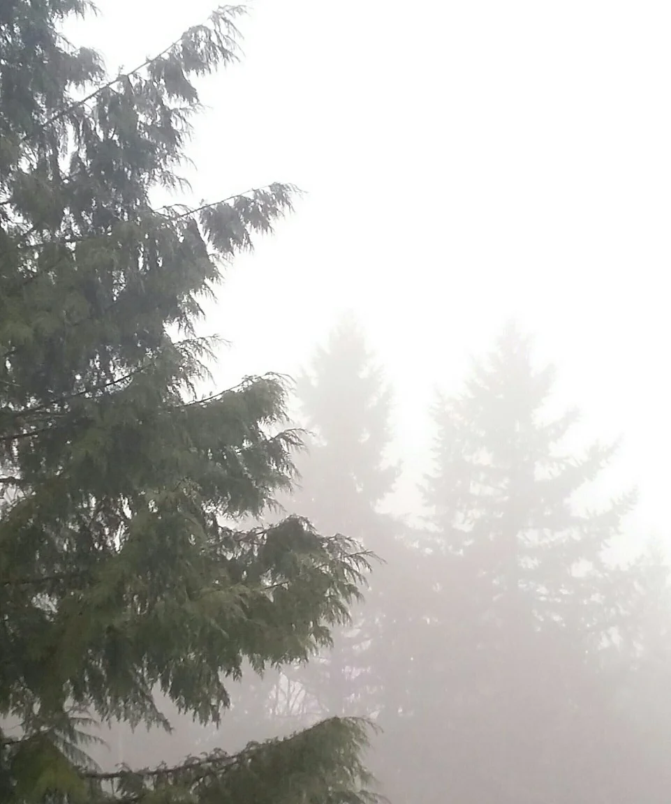 PhotoPictureResizer_trees mist.webp
