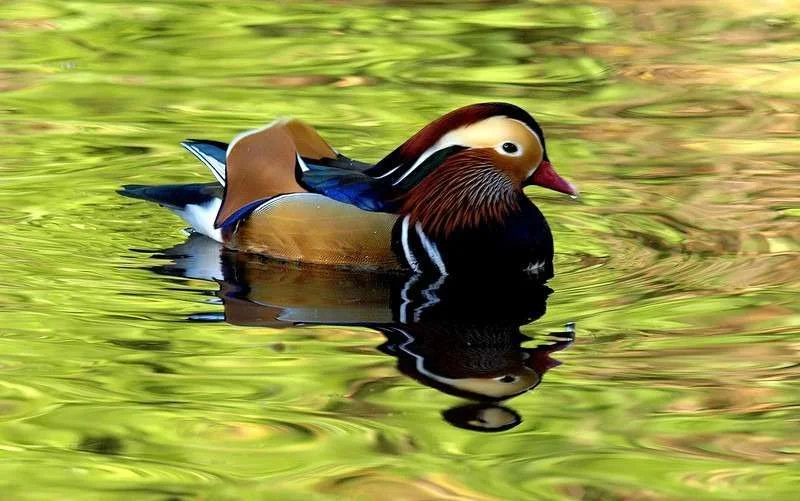 photoshare Mandarin Duck Arcadia CA spicysquid[3].webp