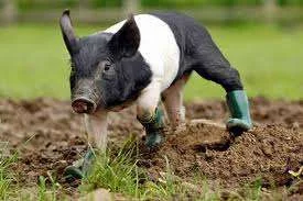 pig in boots.webp