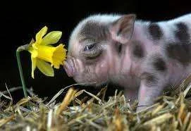 Pig.webp